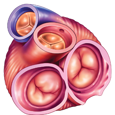 Diploma in Clinical Cardiology