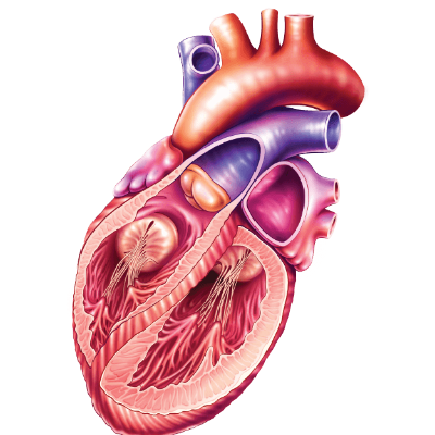 Diploma in Preventive Cardiology